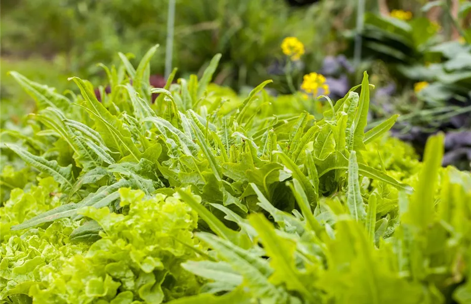 Ein bunter Salat auf dem Balkon mit Urban Gardening