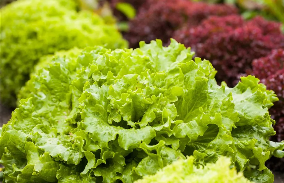 Ein bunter Salat auf dem Balkon mit Urban Gardening