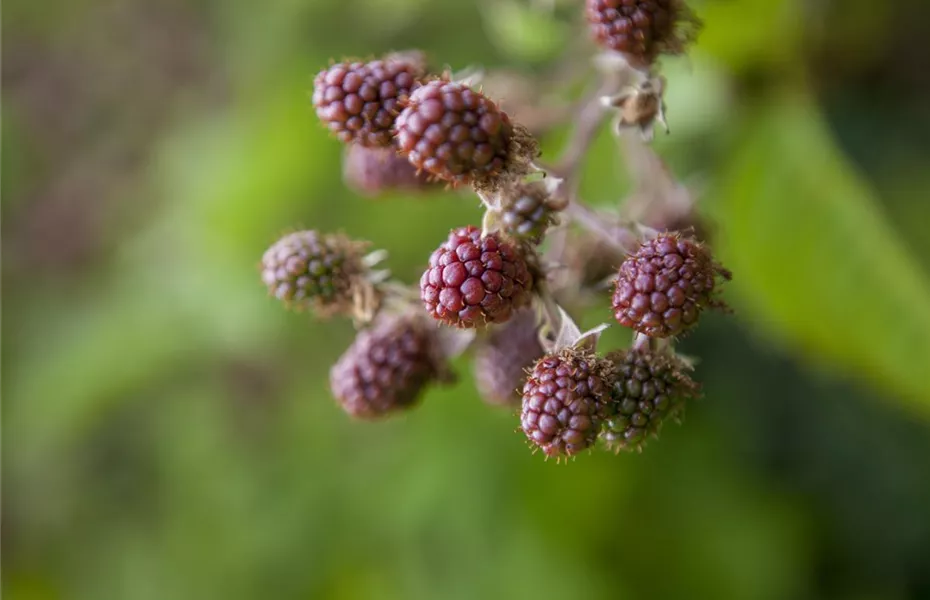 Brombeeren – wilde Leckereien mit langer Tradition