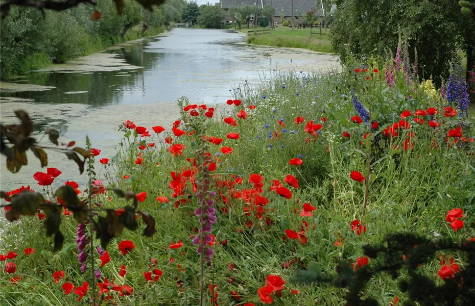 Der Klatschmohn – vom Acker in den Garten