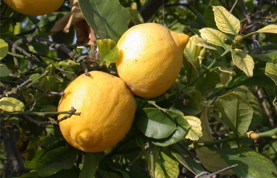 Exoten sorgen für besondere Hingucker im Garten