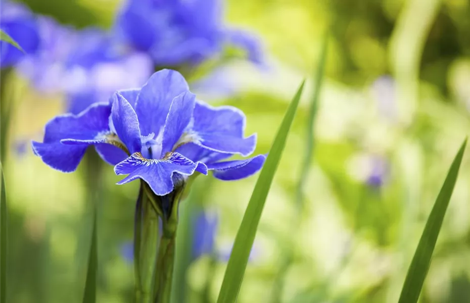 Iris - die Pflanze mit den vielen Gesichtern