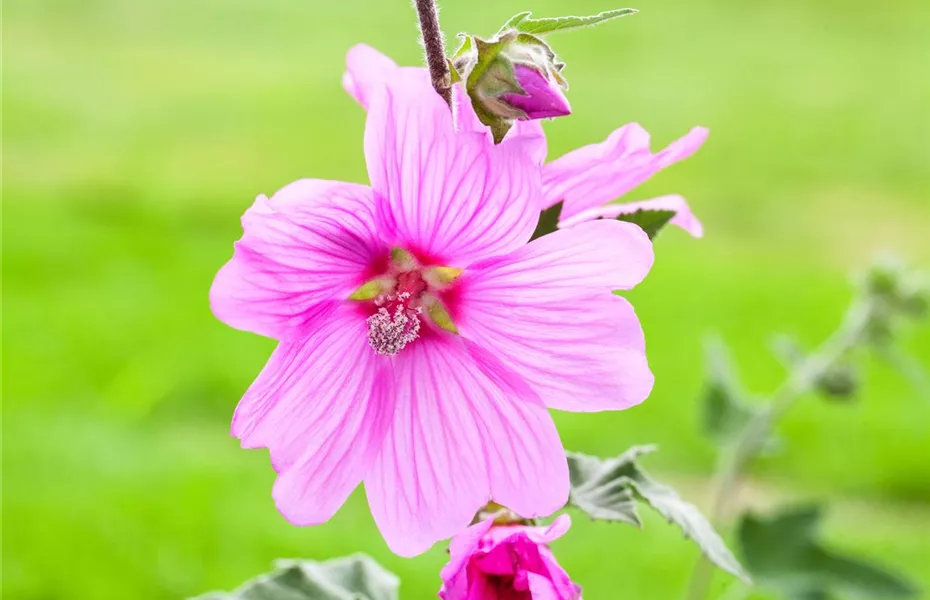 Essbare Blüten