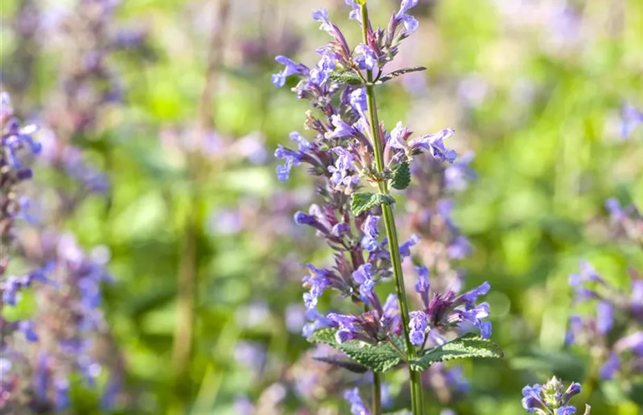 Gartenbesitzer und Katze – wie beide glücklich werden
