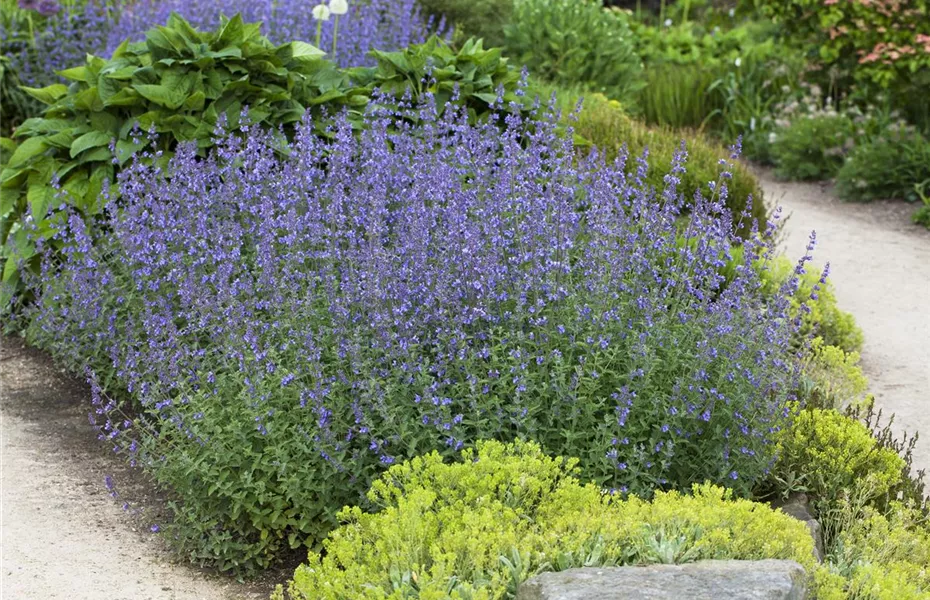 Gartenbesitzer und Katze – wie beide glücklich werden
