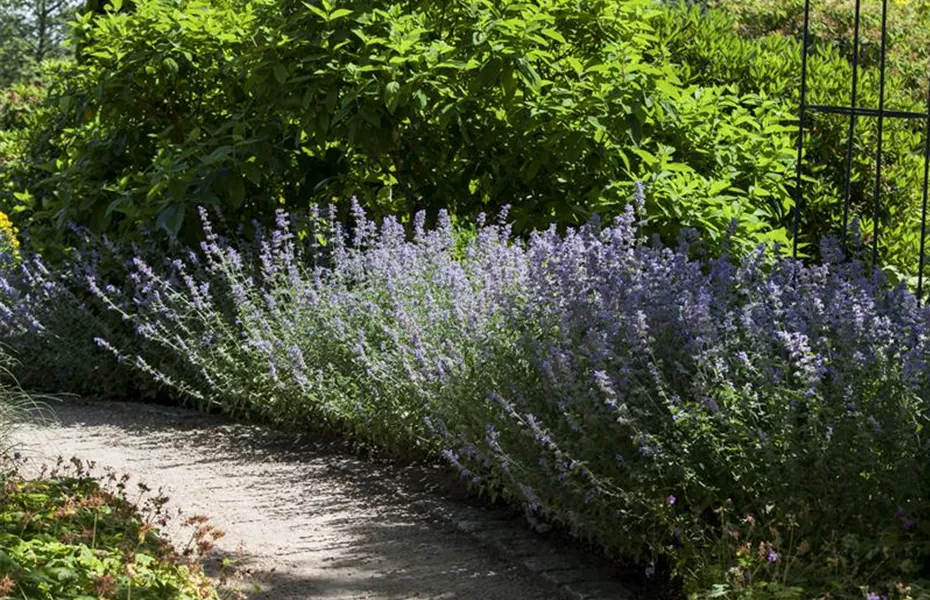 Sie sind bewegend! Wege, die durch den Garten führen.