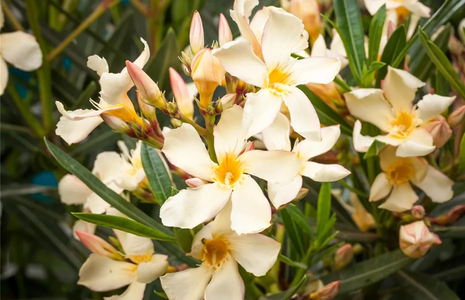 Oleander – Blütenpracht bei richtiger Pflege