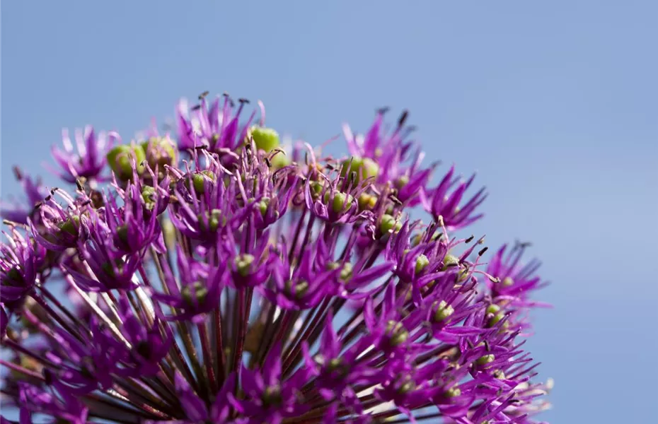 Essbare Blüten machen immer mehr Furore