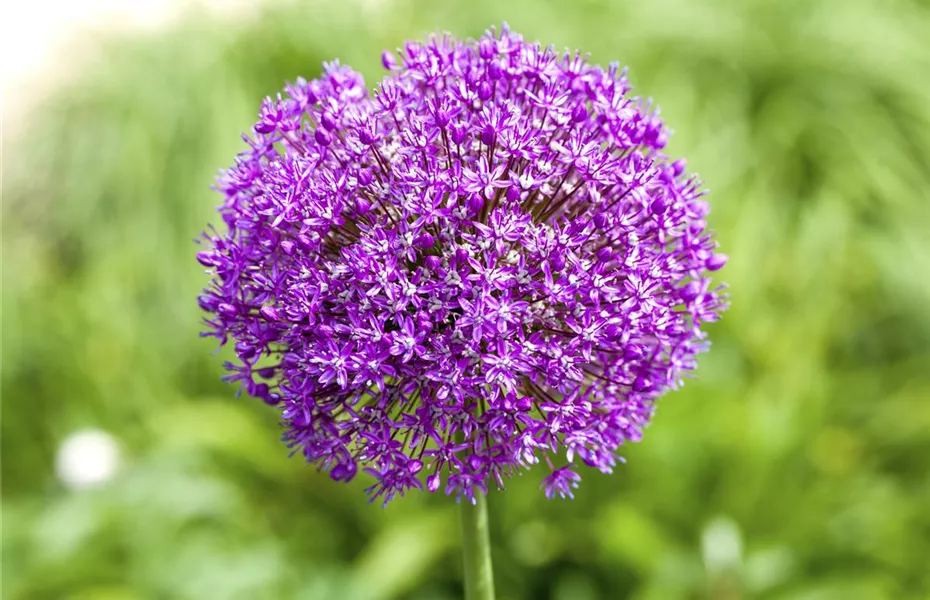 Essbare Blüten machen immer mehr Furore