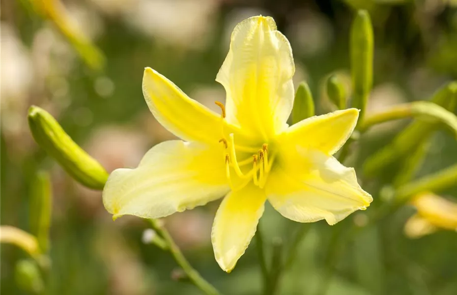 Essbare Blüten machen immer mehr Furore