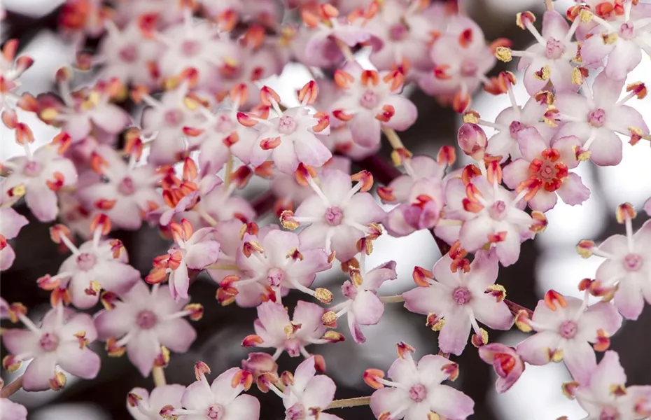 Essbare Blüten machen immer mehr Furore