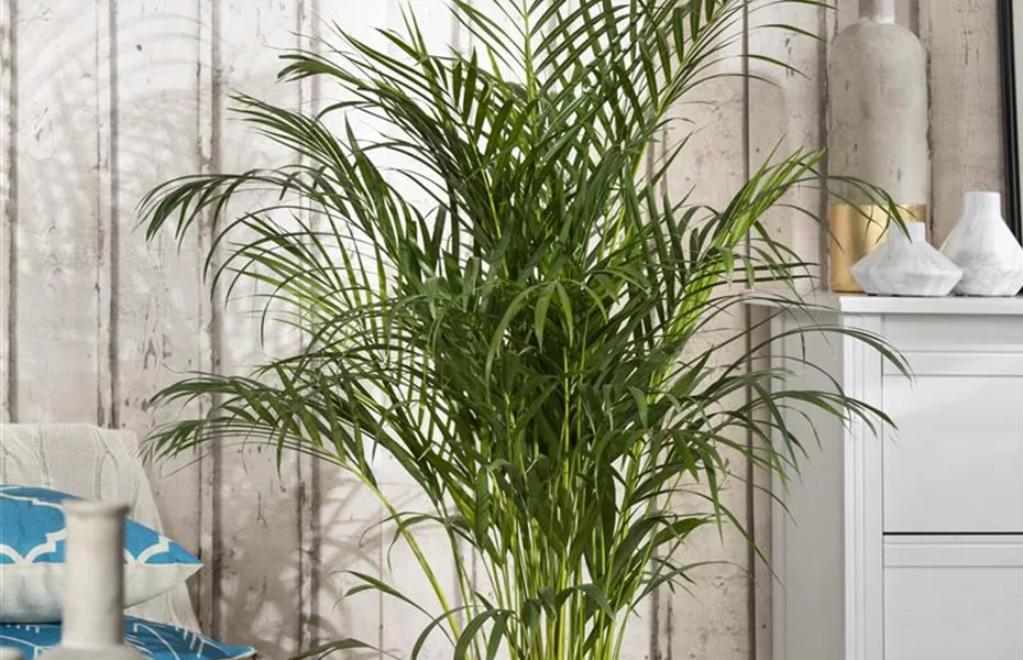 Pflanzen-Giganten mit Stil und Charme