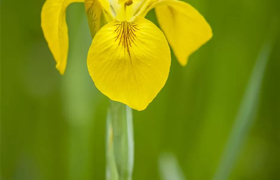Iris - die Pflanze mit den vielen Gesichtern