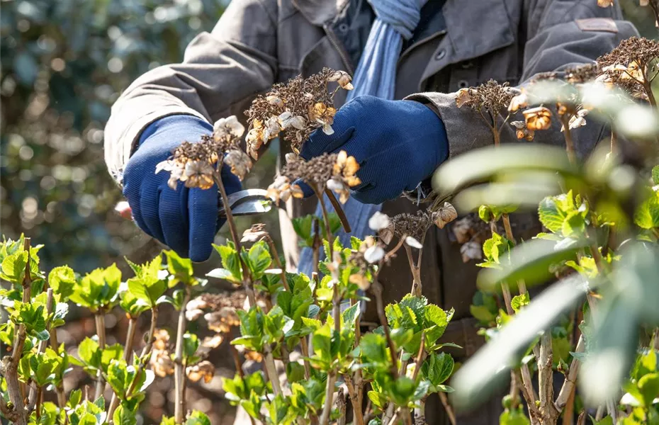 Alte Blütenstände machen Platz für neue Blüten