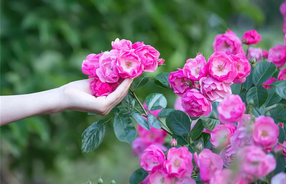 Die Rose – Wellness und Schönheit in einem