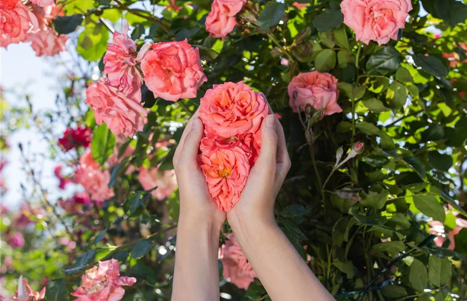 Die Rose – Wellness und Schönheit in einem