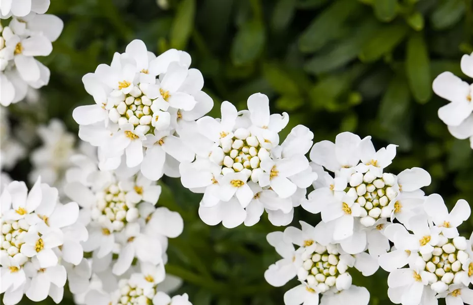 Die immergrüne Schleifenblume – Farbe garantiert