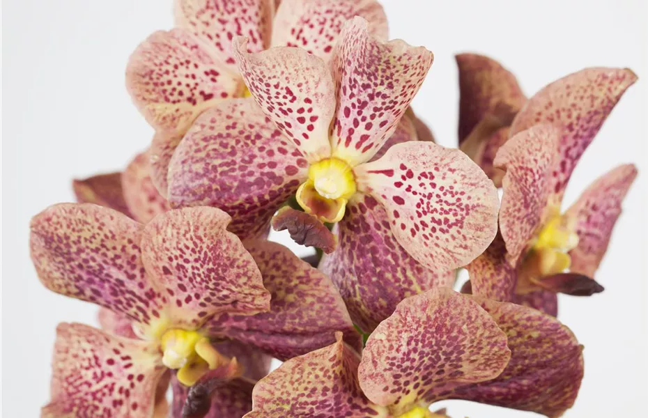 Orchideen für Anfänger und Profis