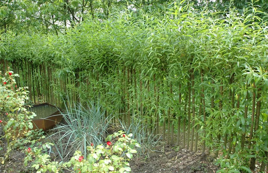 Einen Sichtschutz oder Gartenbegrenzung mit Weiden ziehen