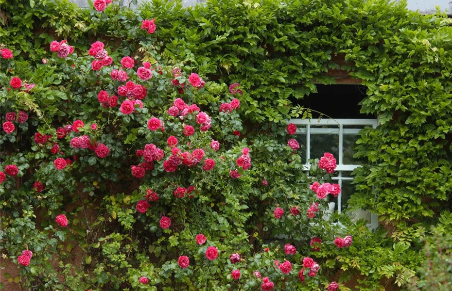 Kletterpflanzen im Garten - hoch hinaus und noch viel weiter!