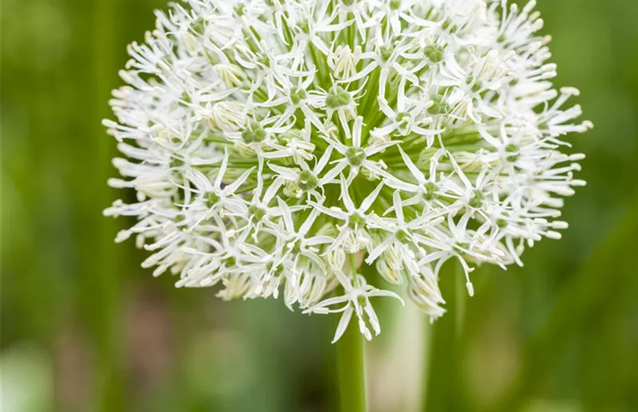 Allium – eleganter Zierlauch