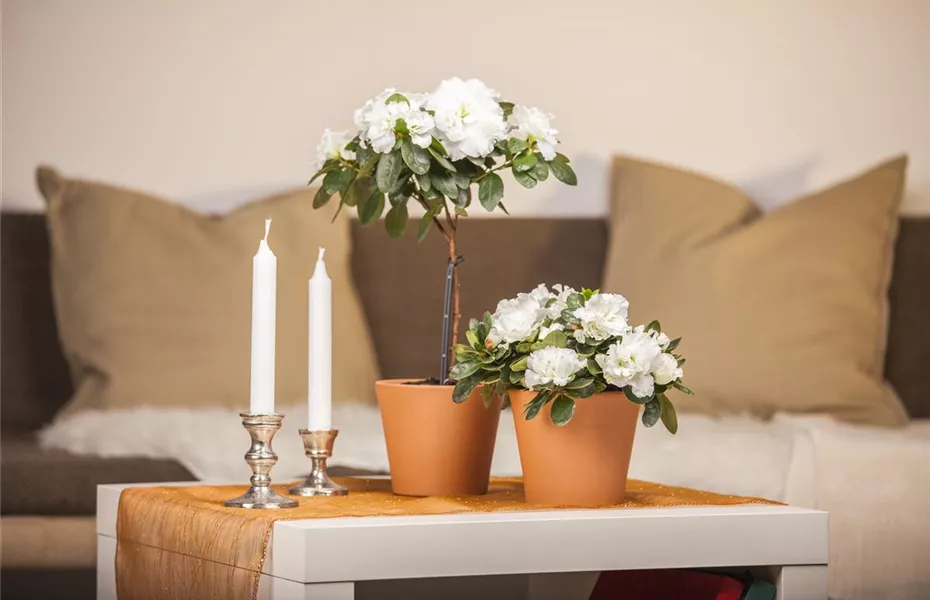 Eine Azalee im Zimmer verschönert die Winterzeit