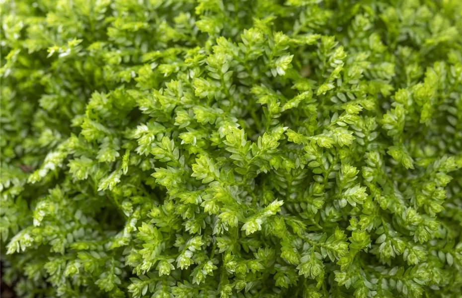 Ein Dschungel im Drahtkorb