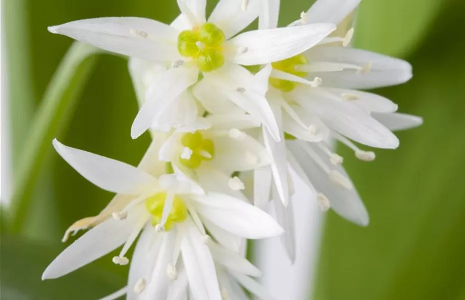 Wildkräuter, Speisepläne und Lebenslust – eine große Natürlichkeit kündigt sich an