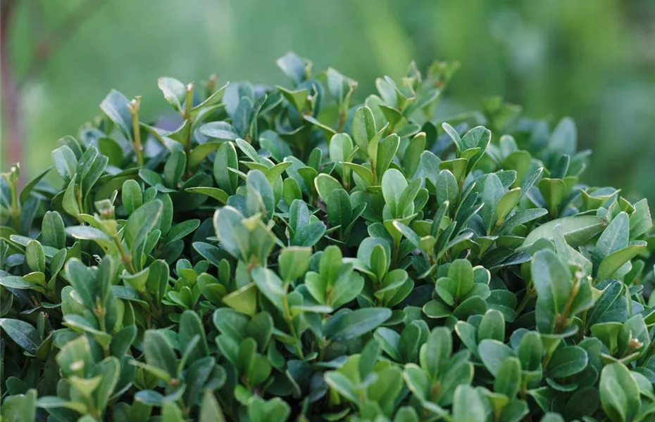 Die Blumentreppe – Blüten wollen hoch hinaus