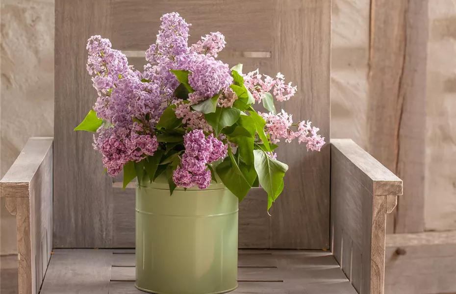 Schnittblumen - was hilft wirklich?