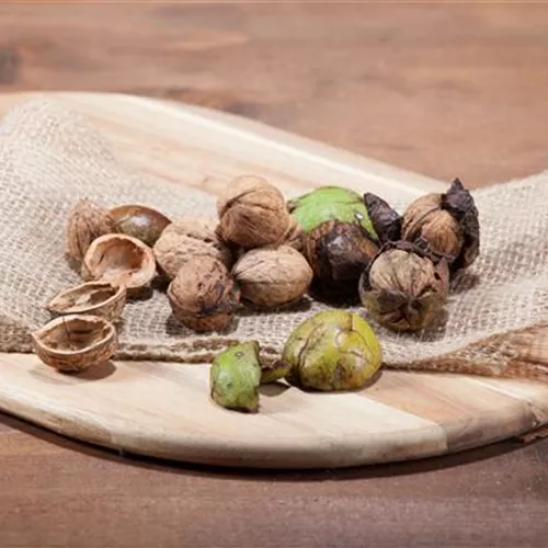 Nüsse und Schalenfrüchte aus Ihrem Garten Nüsse und Schalenfrüchte aus Ihrem Garten