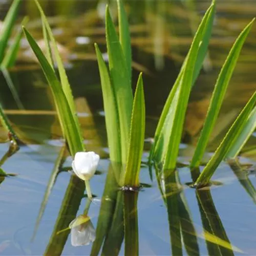 So machen Sie Ihren Miniteich winterfit  So machen Sie Ihren Miniteich winterfit