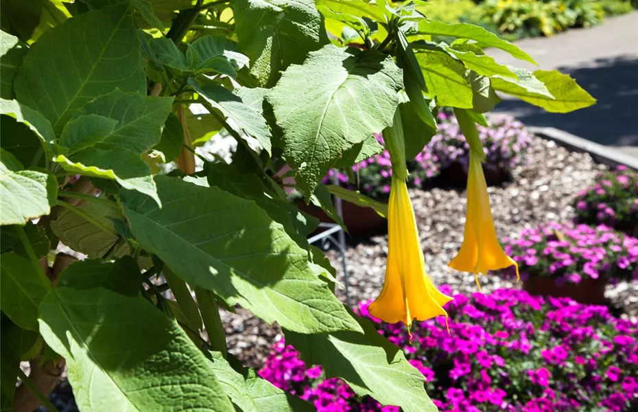 Exoten sorgen für besondere Hingucker im Garten