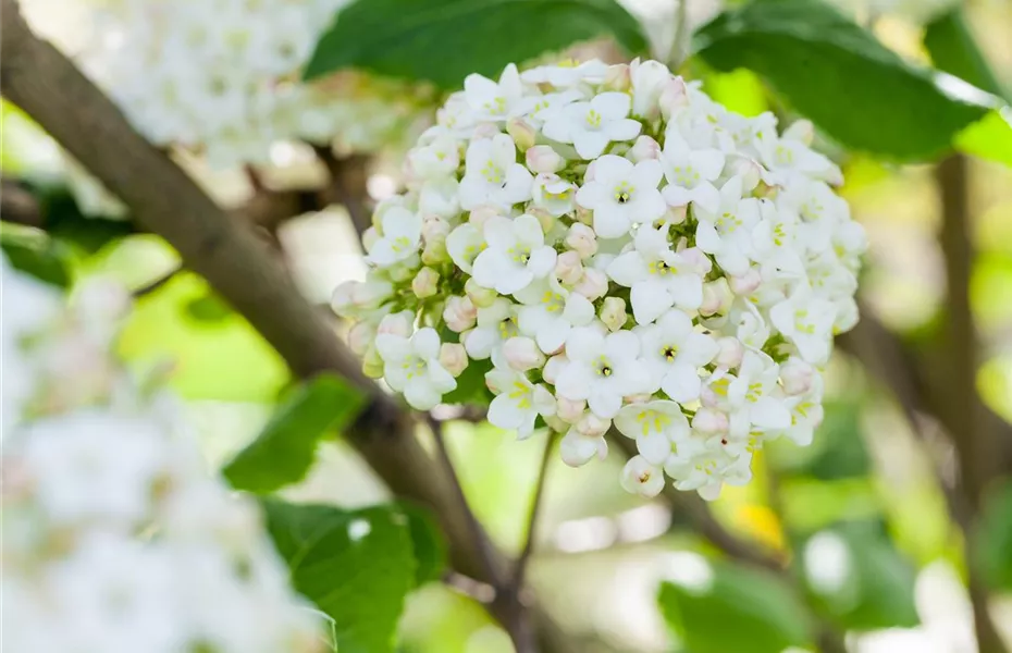 Der schöne Balkonkasten im Herbst: es muss nicht immer grau in grau sein!
