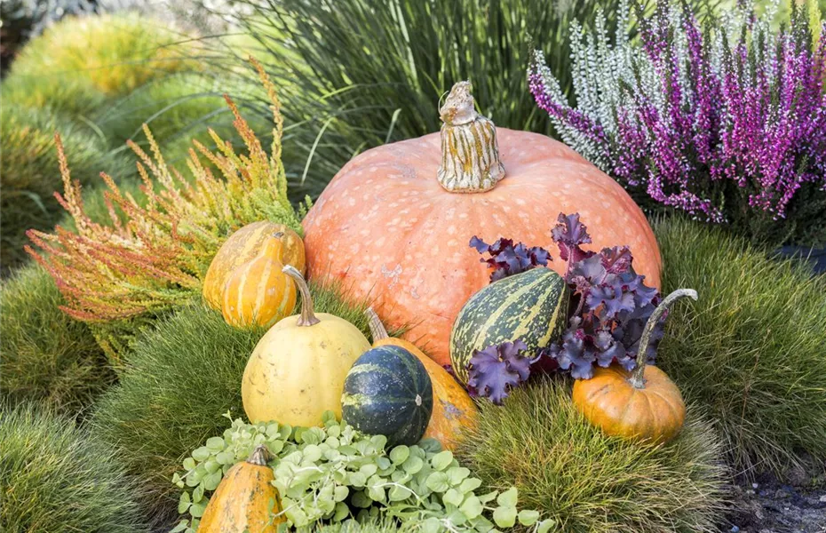 Der schöne Balkonkasten im Herbst: es muss nicht immer grau in grau sein!