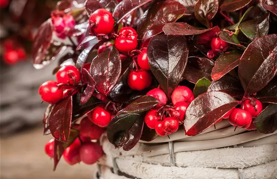 Der schöne Balkonkasten im Herbst: es muss nicht immer grau in grau sein!