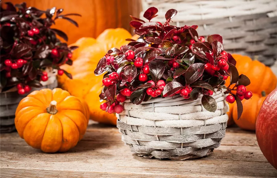 Der schöne Balkonkasten im Herbst: es muss nicht immer grau in grau sein!