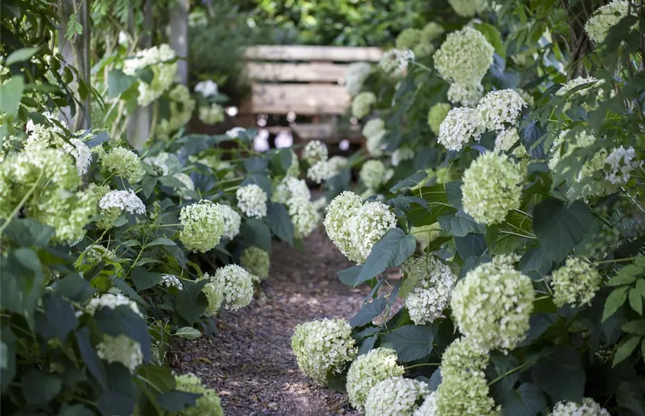 Schattengarten – Tipps zur Gestaltung
