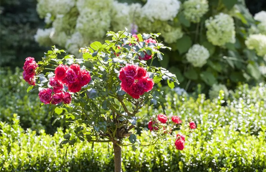 Schattengarten – Tipps zur Gestaltung