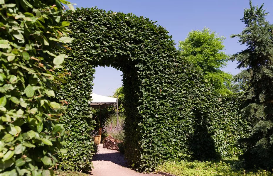 Sie sind bewegend! Wege, die durch den Garten führen.