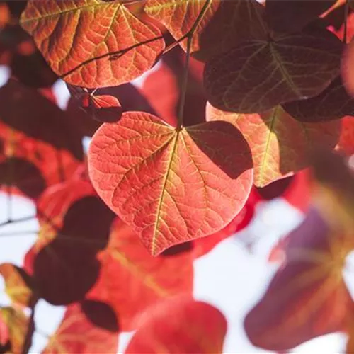 Igelheim, Dünger und Co.: überschüssiges Laub sinnvoll einsetzen Igelheim, Dünger und Co.: überschüssiges Laub sinnvoll einsetzen