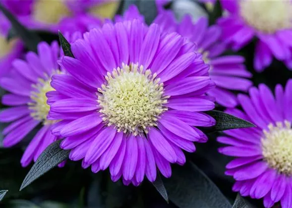 Astern – Die Stars in Ihrem Garten