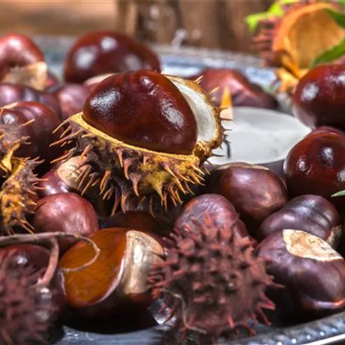 Gartenarbeiten vor dem Winter - schützen und säubern Gartenarbeiten vor dem Winter - schützen und säubern